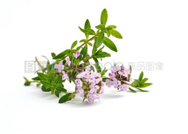 初识百里香 花中小巧的芳香守护者