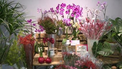 第二届秋季进口球根花卉展 复兴公园绽放进博同款潮流花卉，机械设备赋能绿色园艺