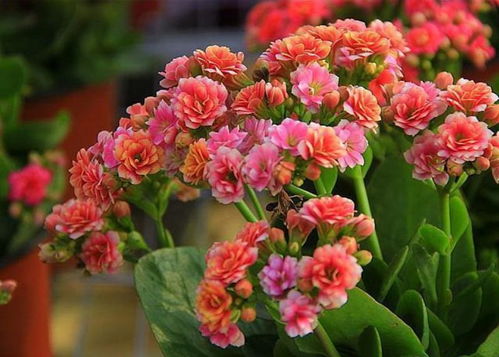 长寿花夏天能开花吗？一年四季养护方法全在这里